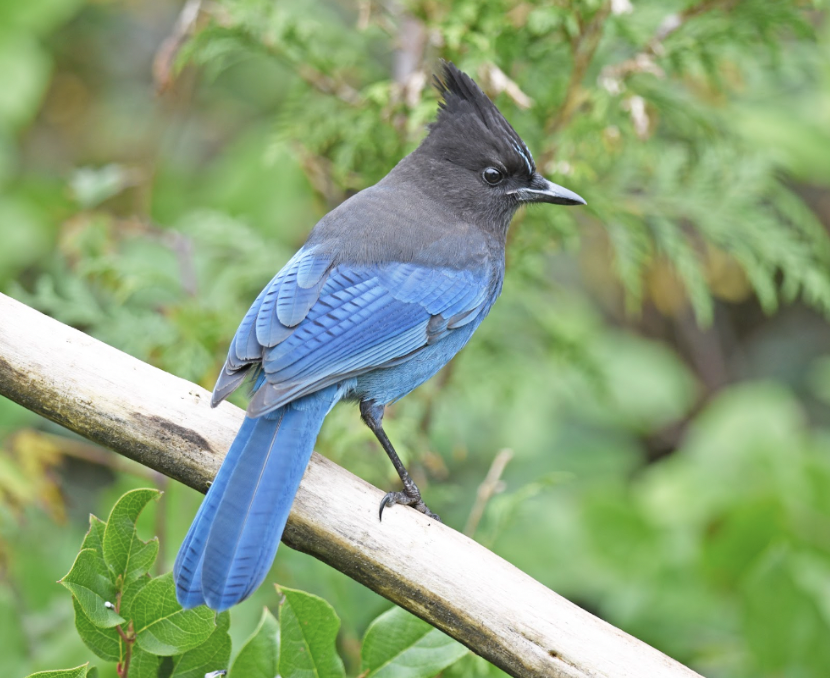 Type of blue bird - Stella’s Jay