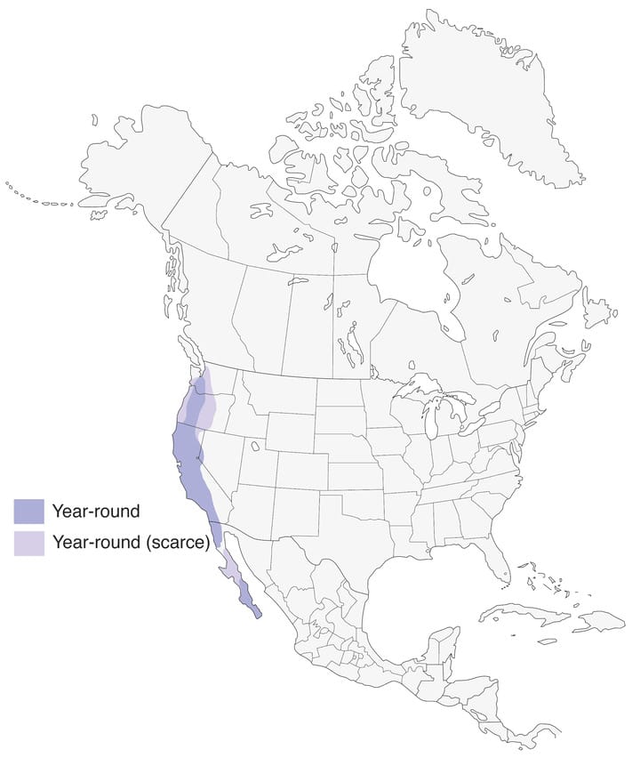 California srub jay range map