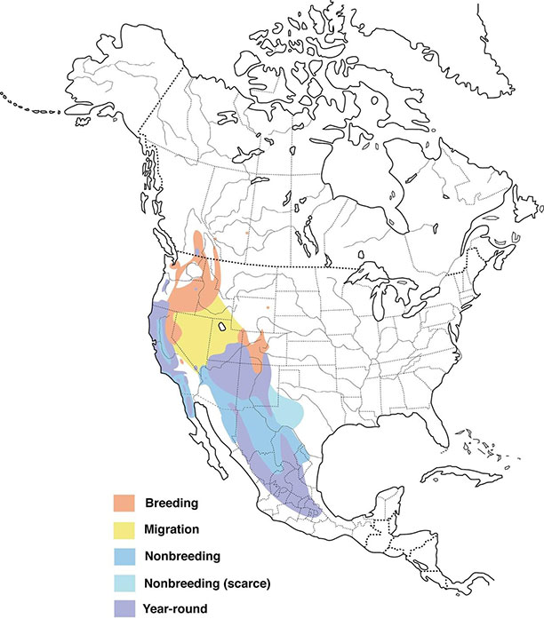 Range map of Western Bluebird
