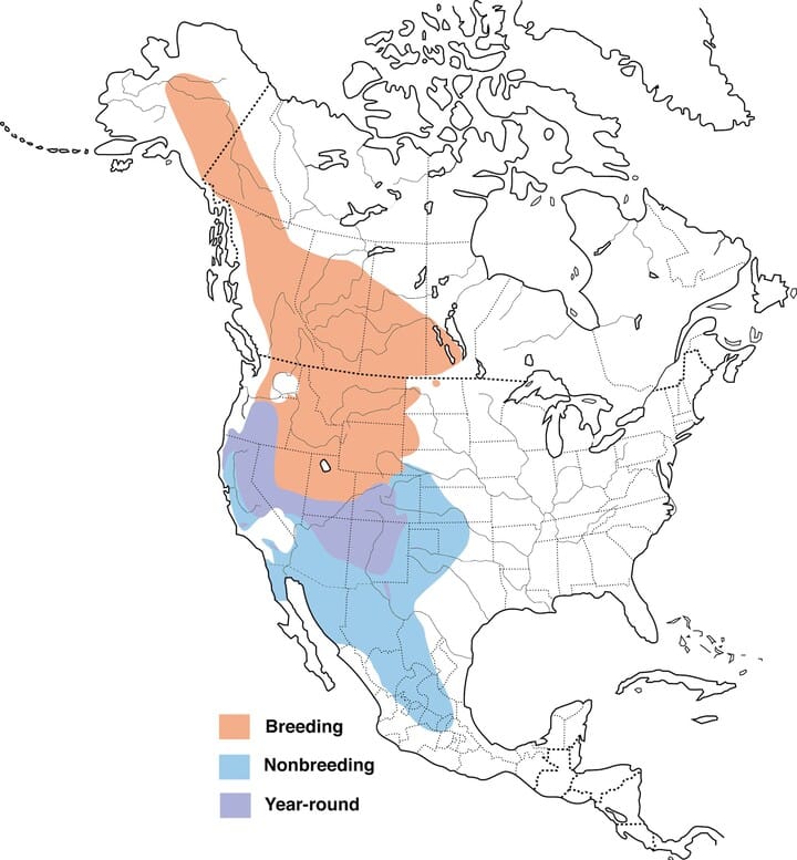 Mountain bluebird range map