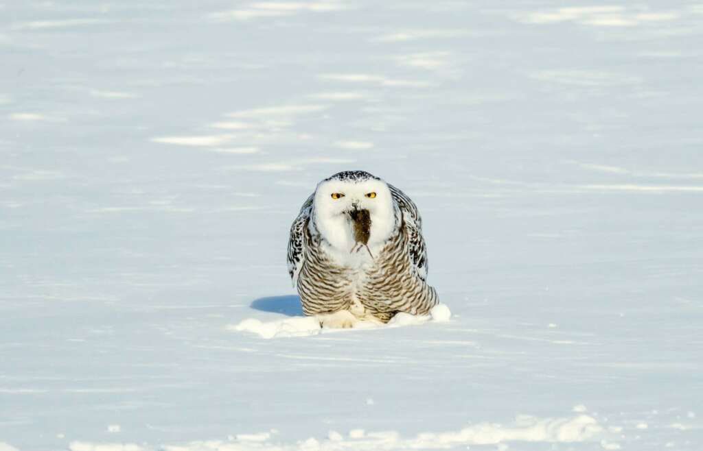 Female snowy owl with prey - small mammal 