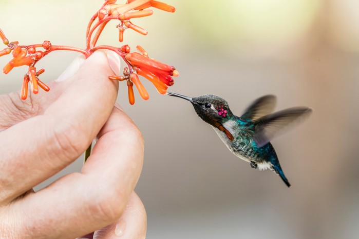 Female Bee hummingbird going to a flower which is being held by human hand - size comparison